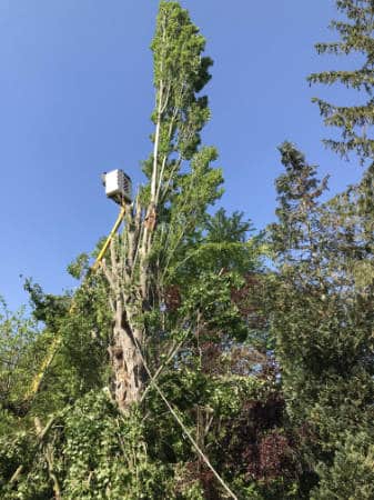 elagage arbres espaces verts Triel sur Seine - M Parisy