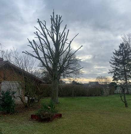 Élagage arbres Évecquemont — M. Parisy paysagiste
